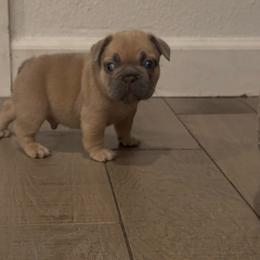 Helios - Fawn and white male French Bulldog puppy in Chula Vista, California from House of Pugs and French BullDogs