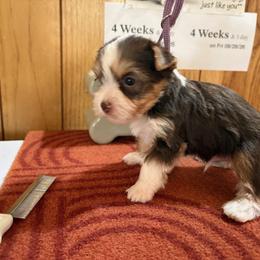 Boy 2 - Parti male Yorkshire Terrier puppy in Bear Creek, North Carolina from Yorkie Time