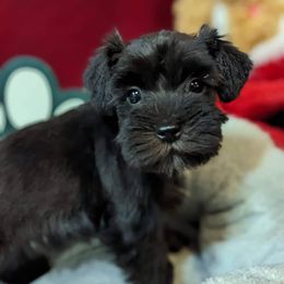 Miniature Schnauzer Puppies from Hampton's Miniature Schnauzers