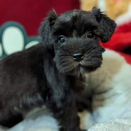 Miniature Schnauzer Puppies from Hampton's Miniature Schnauzers