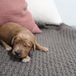 Goldendoodle Puppies from Silver Barn Doodles