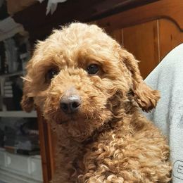 Poppy - Poodle
