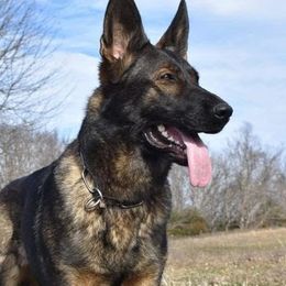 Whiskey - German Shepherd