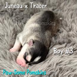 Boy 3 - Silver male Pomsky puppy in Krum, Texas from Paw-Some Pomskies