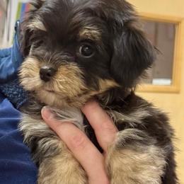 Boy 3 - Black and white male Havanese puppy in Walpole, Massachusetts from Golden Glen Havanese