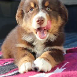 Australian Shepherd Puppies from AW Standard Aussies
