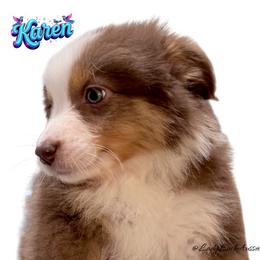 KAREN - Red Tri Female - Red tri-color female Australian Shepherd puppy in Gainesville, Texas from Lady Luck Aussies