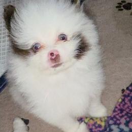 Pixie pup2 - Chocolate merle male Pomeranian puppy in Carrollton, Georgia from B AND R'S POMERANIAN'S