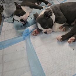 Boston Terrier Puppies from Aronow pups