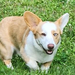 Oakley - Cardigan Welsh Corgi