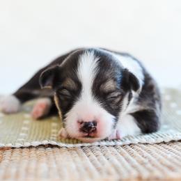 Hex - Black and tan male Pembroke Welsh Corgi puppy in Mona, Utah from Sorensen Corgis