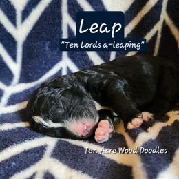 Leap - Black male Bernedoodle puppy in Pollock Pines, California from Ten Acre Wood Doodles