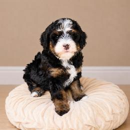 Cortland - Tri-color male Bernedoodle puppy in Atwood, Oklahoma from Luxe Doodle Haven