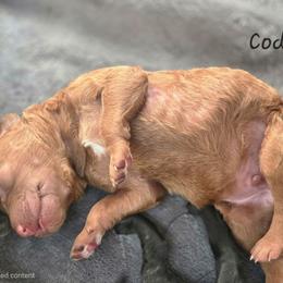 Cody - Red male Labradoodle puppy in Clinton, Ohio from P&L Doodles