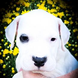 Girl 2 Guinevere - White female Dogo Argentino puppy in San Diego, California from Debonair Dogos