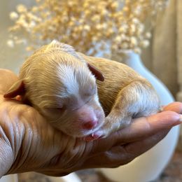 Purple Collar - Apricot female Cavapoo puppy in Palm Beach County, Florida from Benji’s Cockapoos