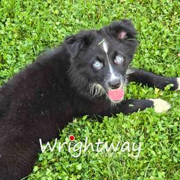 Voss - Black & white male Miniature Australian Shepherd puppy in Dowagiac, Michigan from Wrightway Wigglebutts
