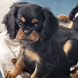 Cavalier King Charles Spaniel puppies from Central Coast Standard Poodles & Cavaliers