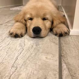 Golden Retriever Puppies from Welch Family Golden Retrievers