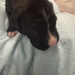 Flash ( due to flare of white on face) - Brindle male Boxer puppy in Searcy, Arkansas from St. John’s Boxer Butts