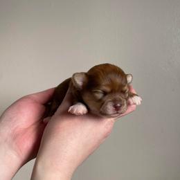 Girl 2 - Chocolate brindled fawn female Chihuahua puppy in North Ridgeville, Ohio from Happy Pups