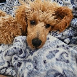 Aussiedoodle, Cavapoo, and Poodle All Grown Up from B&M Cottonwood Canines