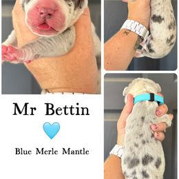 Bettin - Merle male Great Dane puppy in Sac City, Iowa from Northern Great Danes of Colorado & Iowa