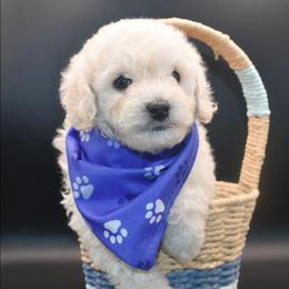 Jack (AKC) - White male Poodle puppy in Rainbow City, Alabama from Misioh Poodles