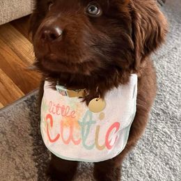 Newfoundland Puppies from K & L Ranch