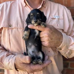 Xander - Black and cream male Dachshund puppy in Altus, Oklahoma from Johnson Prairie Pups