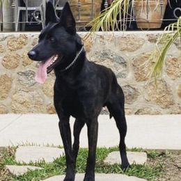 Boris - Dutch Shepherd