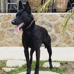 Boris - Dutch Shepherd