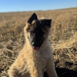 AKC male - green - Mahogany and black male Belgian Tervuren puppy in Hastings, Minnesota from Century Hills Farm