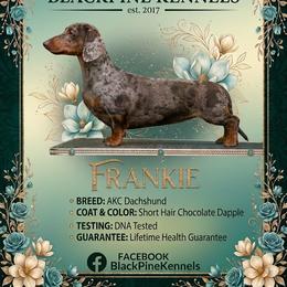 Frankie - Dachshund