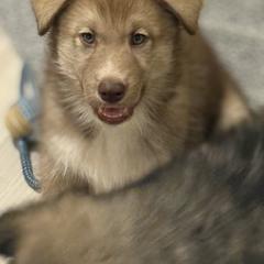 Native American Indian Dog Puppies from Turtle Island NAIDs