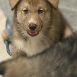 Native American Indian Dog Puppies from Turtle Island NAIDs
