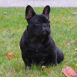 French Bulldogs from Fren She Kisses