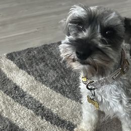 Miniature Schnauzers from Wowzers Mini Schnauzers