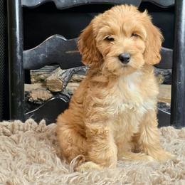 Luna - Red female Bernedoodle puppy in Tyner, Kentucky from Good Dog Doodles