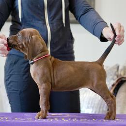Hot Pink - Red female Redbone Coonhound puppy in Shreveport, Louisiana from BAFERD Kennels