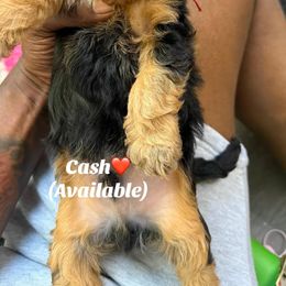 Cash - Black and gold male Yorkipoo puppy in Atlanta, Georgia from YorkShih Pup & Co