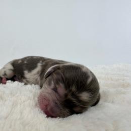 Satori - Dapple male Dachshund puppy in Sonora, California from HEFFERNAN HOUNDS