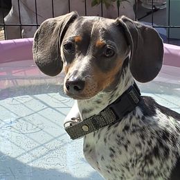 Dachshunds from CC Dachshunds and Adventures