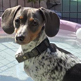 Dachshunds from CC Dachshunds and Adventures