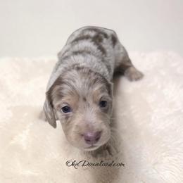 Moe - Fawn (isabella) and cream male Dachshund puppy in Oklahoma City, Oklahoma from OkieDoxieland Dachshunds