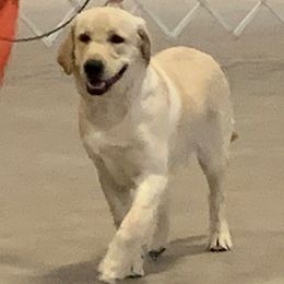 Tigg - Labrador Retriever