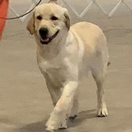 Tigg - Labrador Retriever