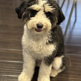 Loki - Aussiedoodle