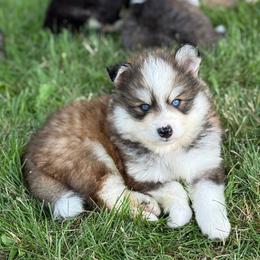 Zuma - Red and white male Pomsky puppy in Lewiston, Minnesota from Family Pomsky