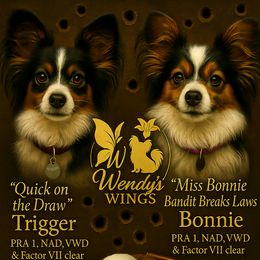 Papillon Puppies from Wendy’s Wings